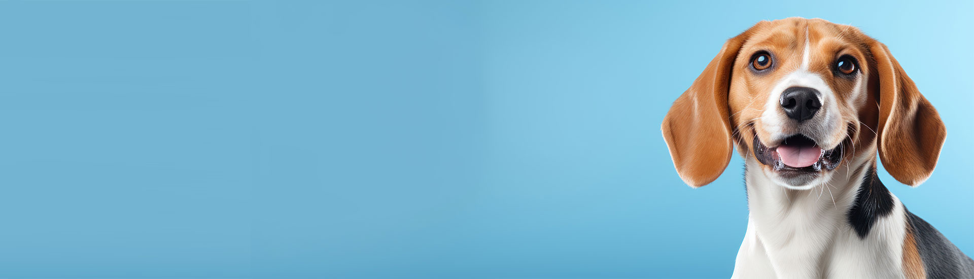 Ausgewähltes Tierzubehör im ONE Diamond Pets Onlineshop